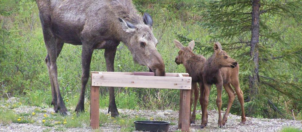 Denali Touch Of Wilderness B&B Healy Luaran gambar
