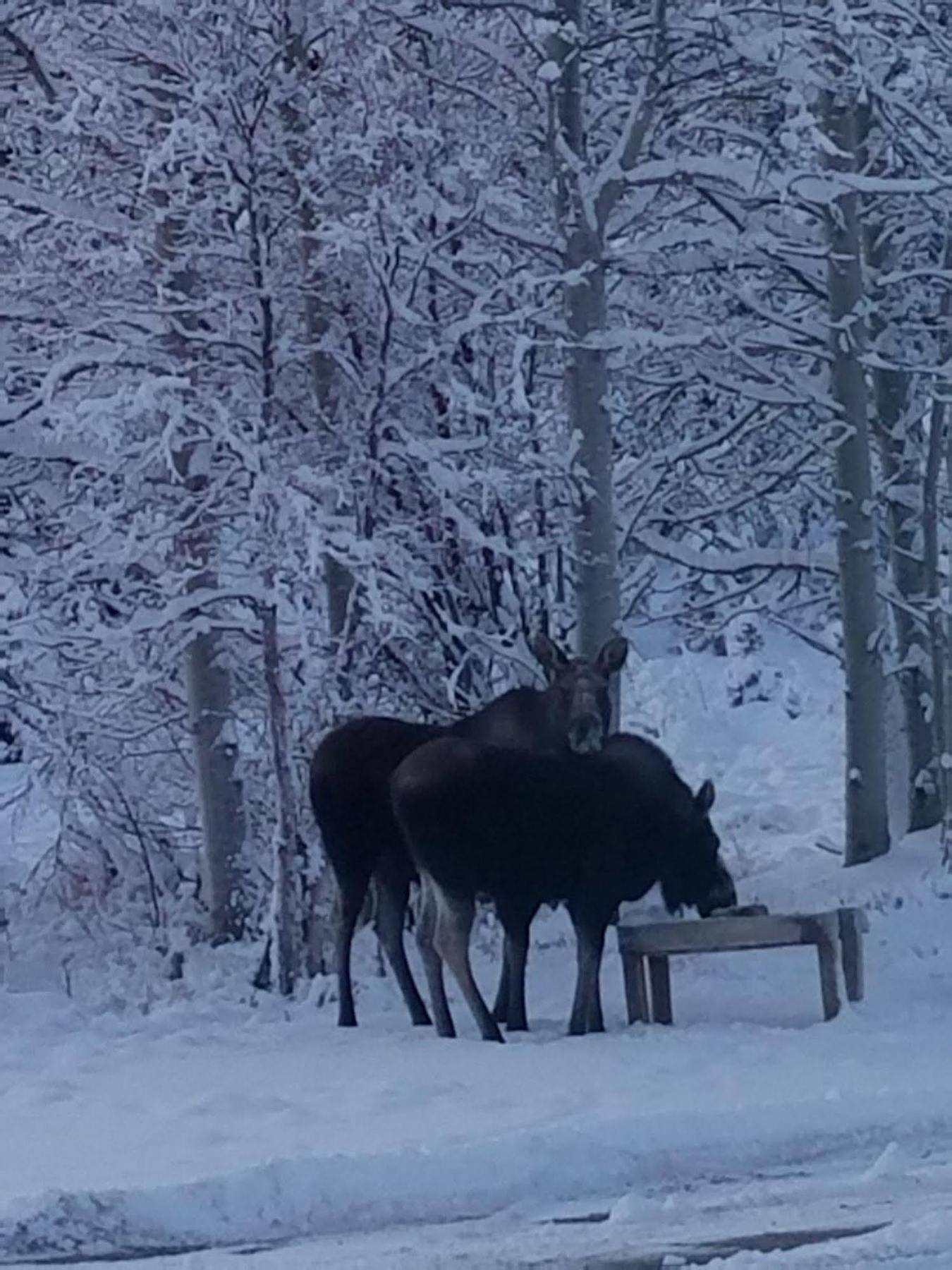 Denali Touch Of Wilderness B&B Healy Luaran gambar