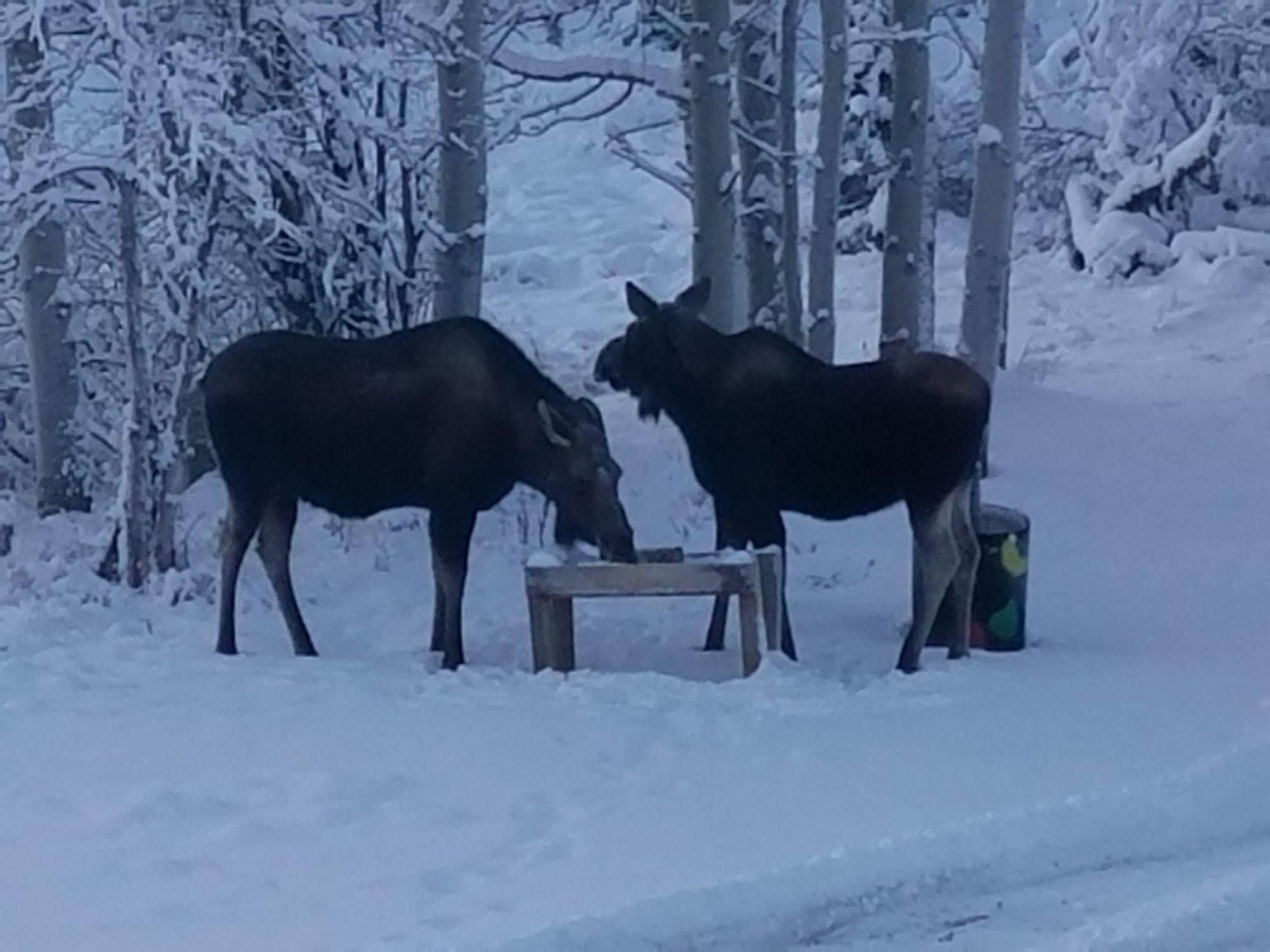 Denali Touch Of Wilderness B&B Healy Luaran gambar